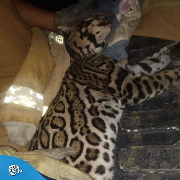 Muere atropellado ocelote en Veracruz; es el segundo en tres meses