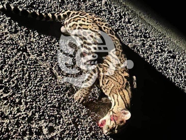 Muere atropellado Ocelote en Cosolea; el segundo en 3 meses