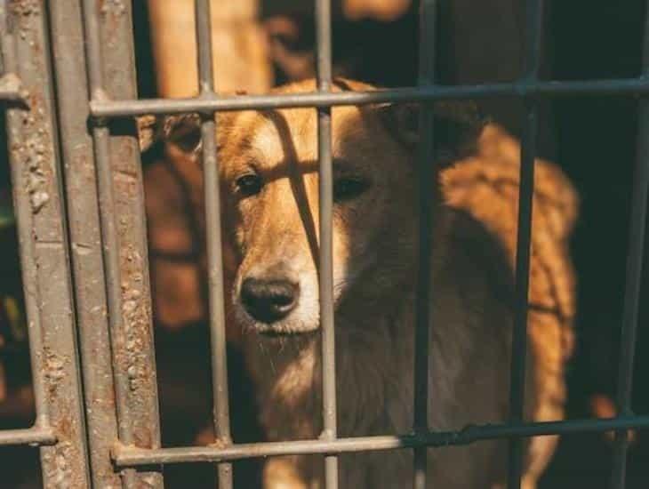 ¡Por dar mordida! Capturan a perro que lesionó a policía en la Ciudad de México(+Vídeo)