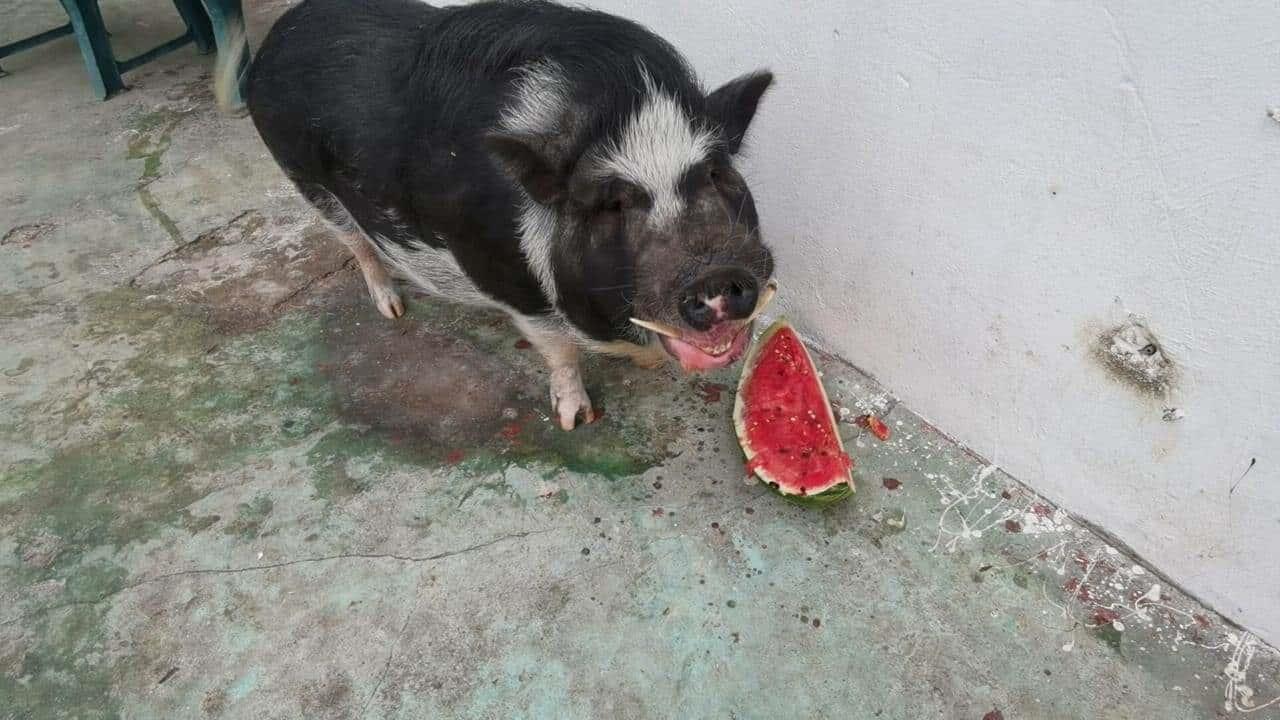 Quería un mini pig y le salió un “Señor Tocino”; Conoce al popular cerdito de la colonia 21 de Abril