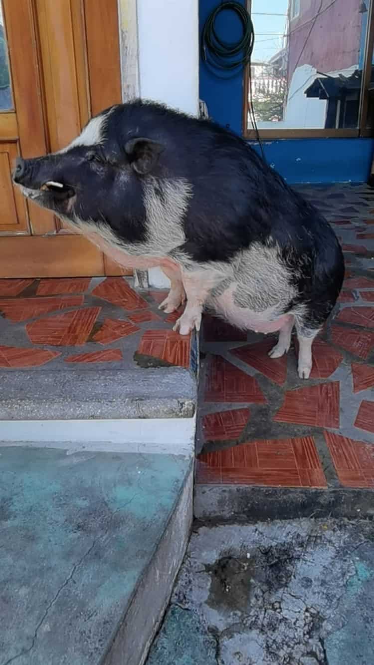 Quería un mini pig y le salió un “Señor Tocino”; Conoce al popular cerdito de la colonia 21 de Abril