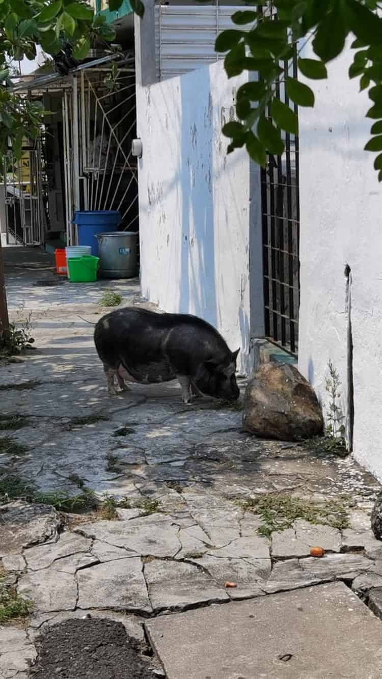 Quería un mini pig y le salió un “Señor Tocino”; Conoce al popular cerdito de la colonia 21 de Abril