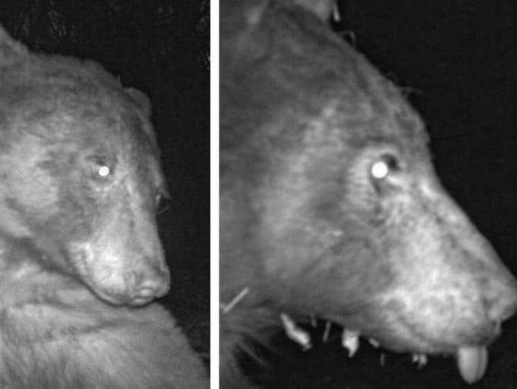 “Una como que no me doy cuenta”: Oso descubre cámara silvestre y se toma cientos de fotos