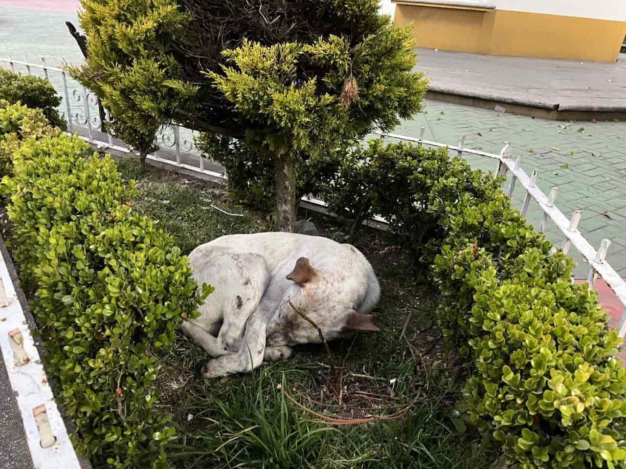 Proliferan lomitos en la calle de Las Vigas, Veracruz