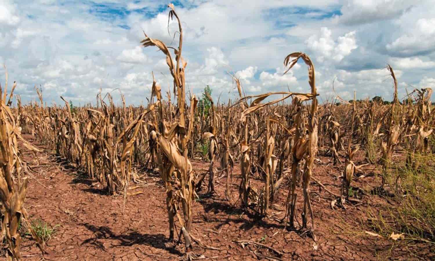 Ambientalistas alertan por más de 200 días de sequía en Veracruz