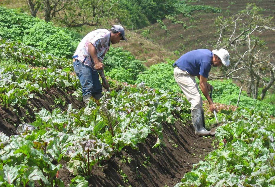 En Veracruz, campesinos viven una semiparálisis por falta de apoyo: Central Campesina Cardenista