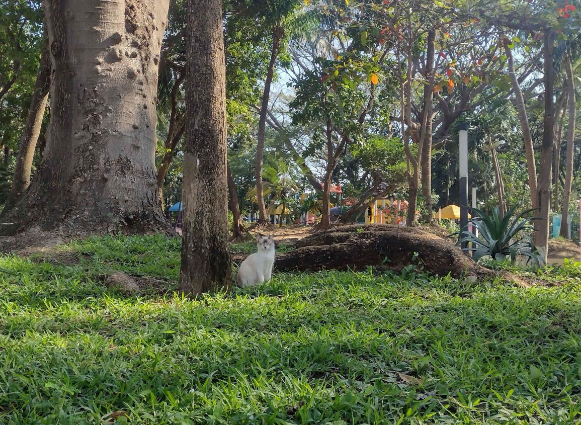 Darán mantenimiento al Parque Ecológico de Veracruz