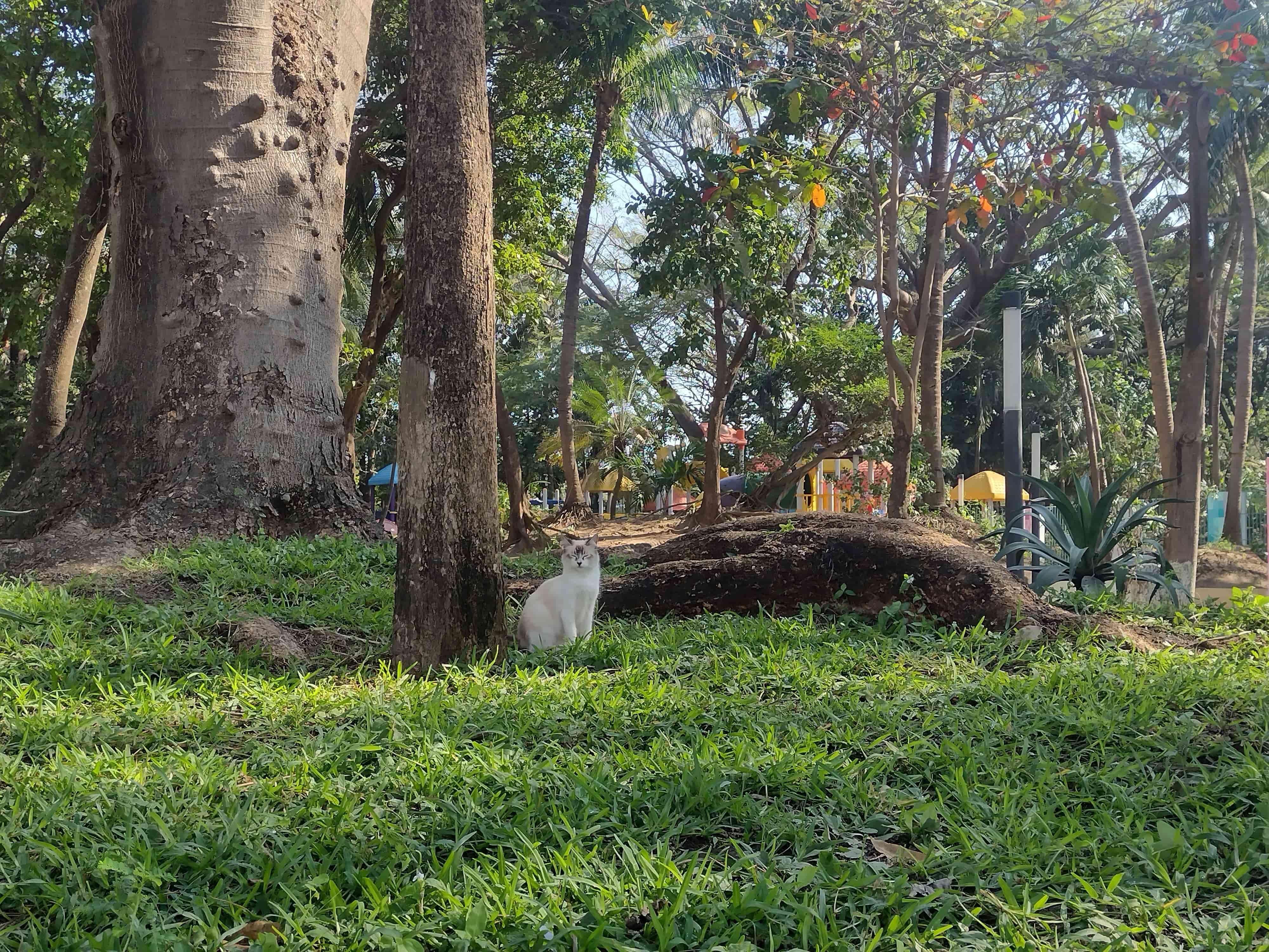 Rehabilitarán el Parque Ecológico de Veracruz