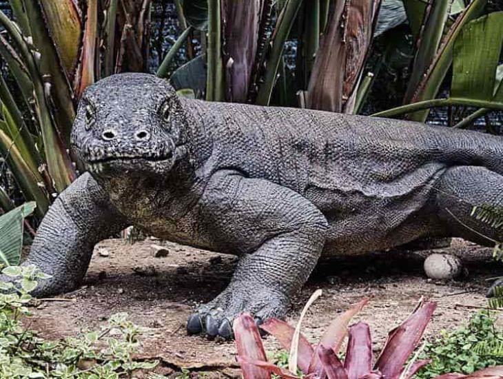 Rescatan a reptil Varano del Nilo en Xochimilco; Podrás visitarlo en Zoológico de Chapultepec