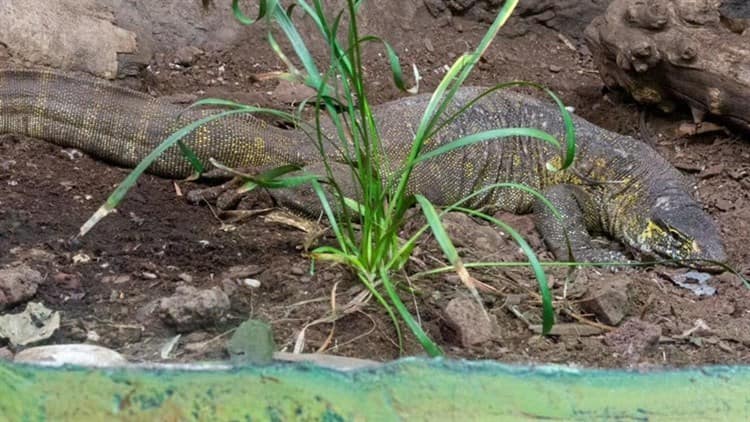 Rescatan a reptil Varano del Nilo en Xochimilco; Podrás visitarlo en Zoológico de Chapultepec