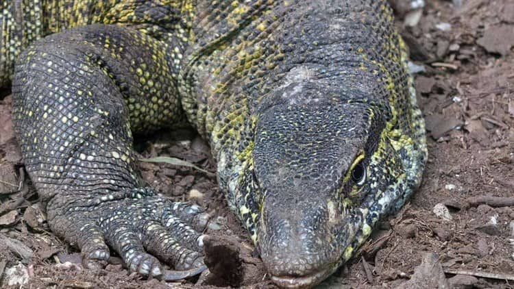 Rescatan a reptil Varano del Nilo en Xochimilco; Podrás visitarlo en Zoológico de Chapultepec