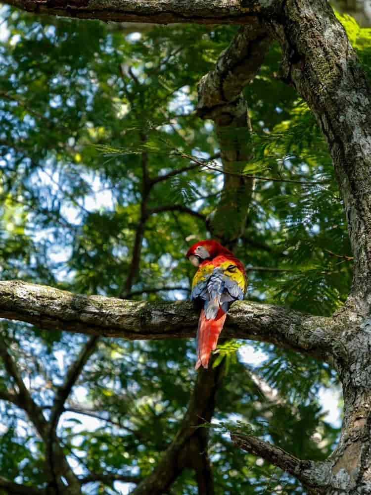 Buscan Aquarium y Reserva de Nanciyaga el rescate de la guacamaya roja