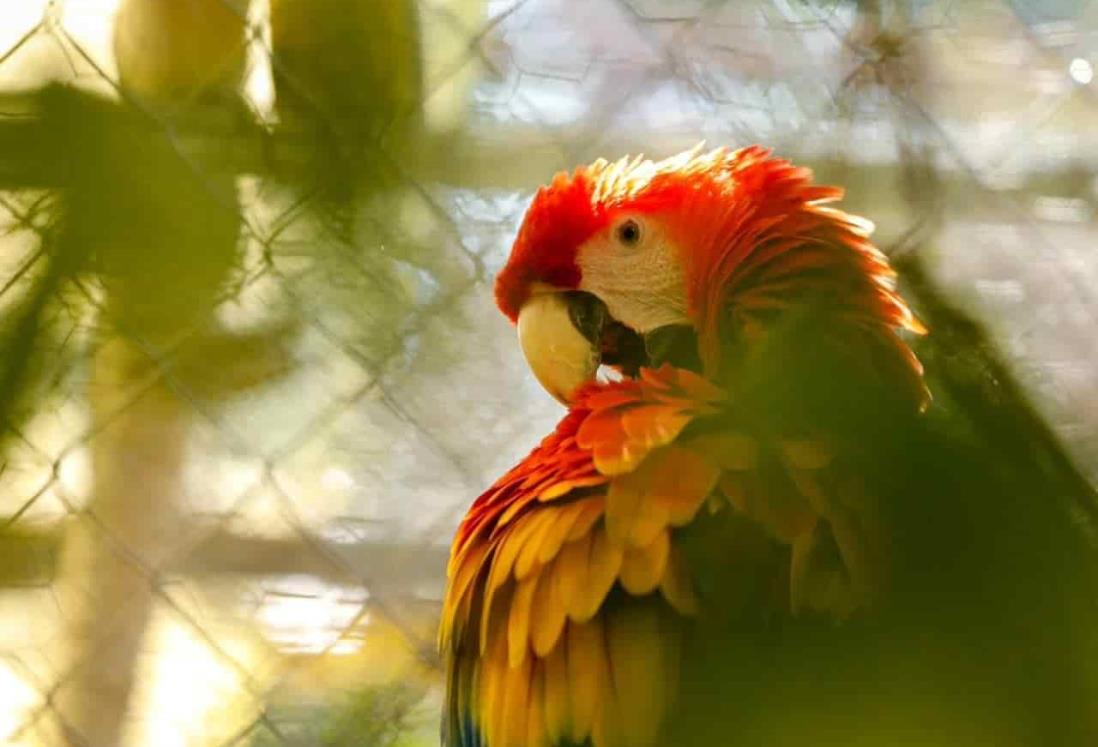 Buscan Aquarium y Reserva de Nanciyaga el rescate de la guacamaya roja