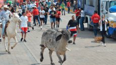 Con embalse de toros iniciaron las fiestas de la Candelaria en Tlacotalpan (+Video)