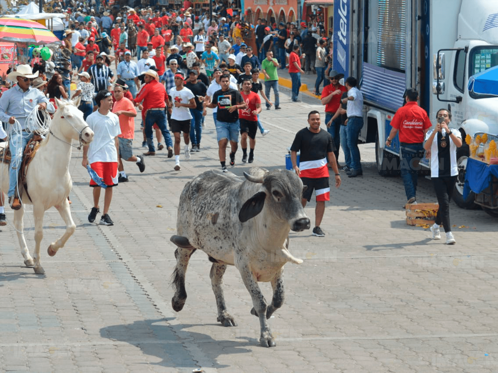 Inician las fiestas de la Candelaria en Tlacotalpan con el embalse de toros(+Video)