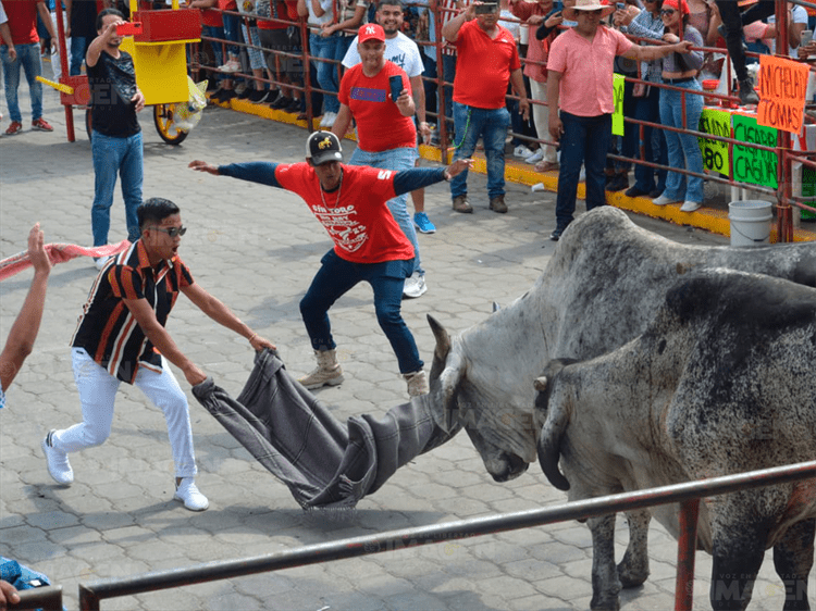 Inician las fiestas de la Candelaria en Tlacotalpan con el embalse de toros(+Video)