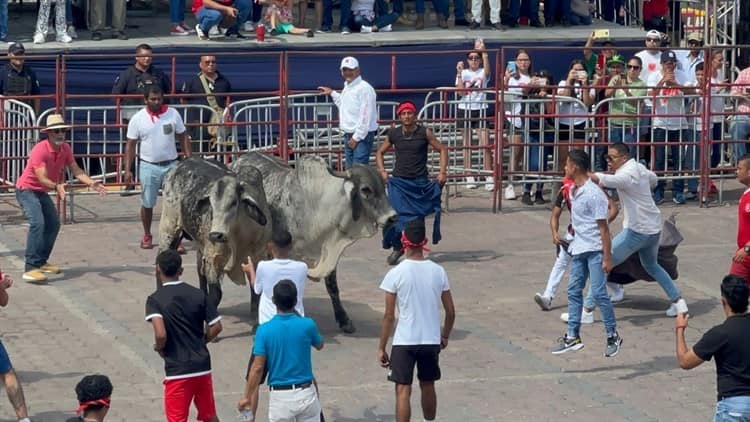 Se divierten con desconcertados y temerosos toros en Tlacotalpan