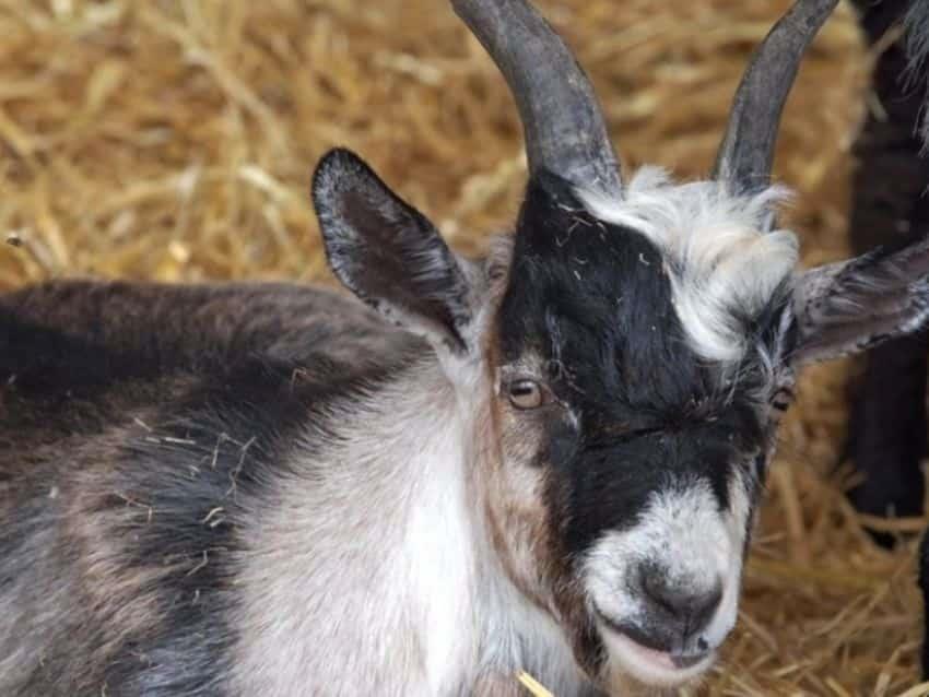 ¡Inaudito! Se comieron cabras del zoológico de Chilpancingo en cena de Fin de Año