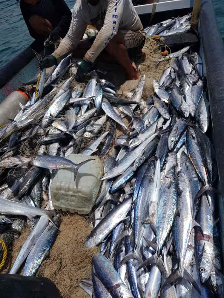 ¡Milagro de San Sebastián! Pescadores jarochos sacan casi una tonelada de sierra