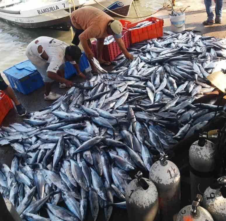 ¡Milagro de San Sebastián! Pescadores jarochos sacan casi una tonelada de sierra