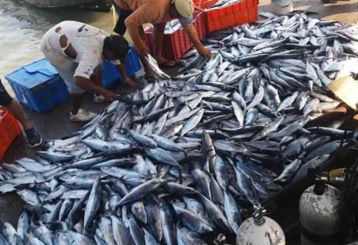 ¿Milagro de San Sebastián? Pescan casi una tonelada de sierra en Veracruz