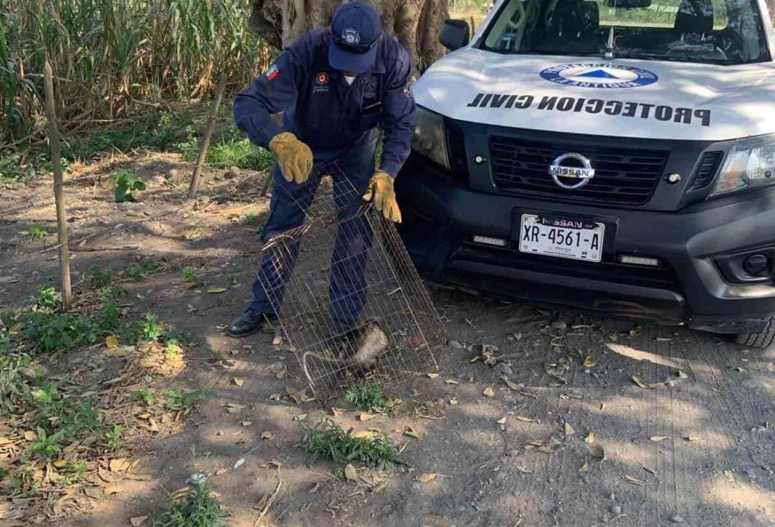 Protección Civil rescata tlacuache en tienda de Cardel