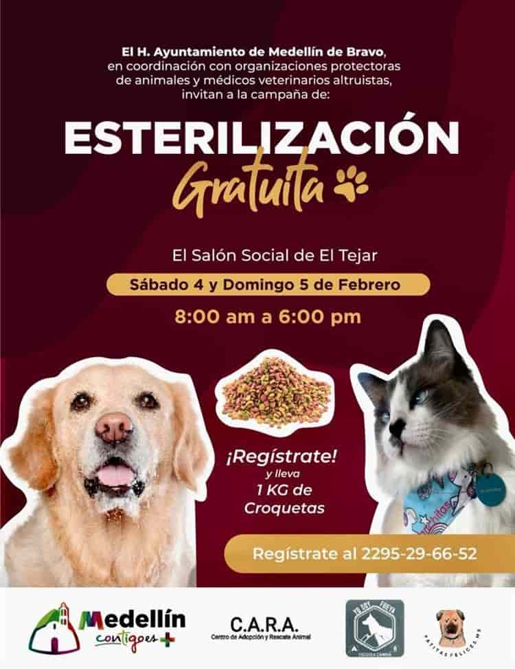 En Medellín esterilizarán mil 800 perros y gatos de forma gratuita
