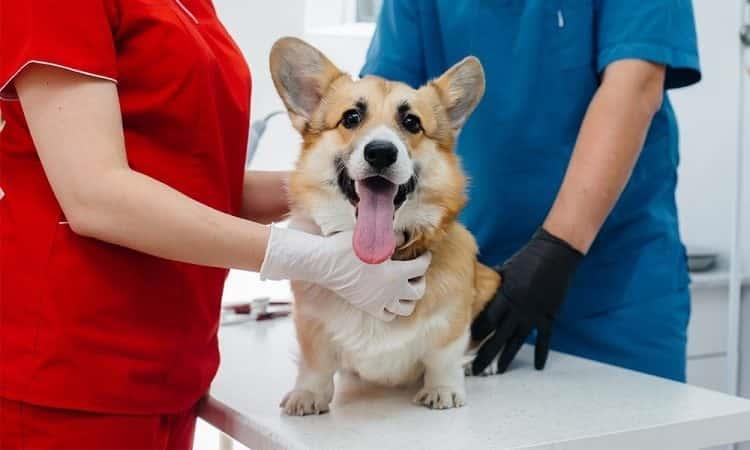 En Medellín esterilizarán mil 800 perros y gatos de forma gratuita