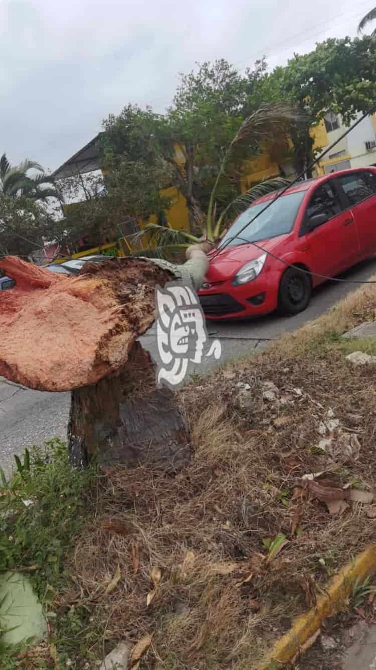 Arrasa nortazo en Coatzacoalcos; cae palmera sobre auto(+Video)