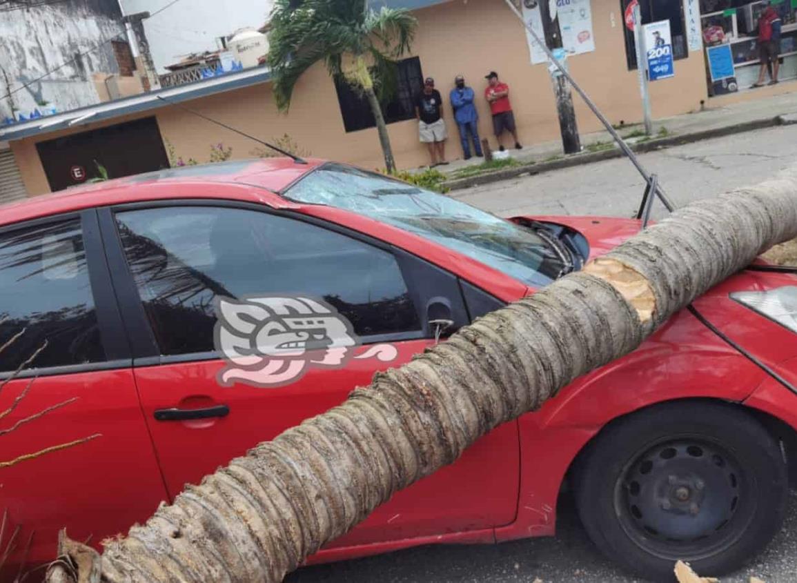 Arrasa nortazo en Coatzacoalcos; cae palmera sobre auto(+Video)