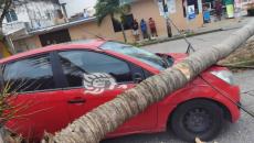 Arrasa nortazo en Coatzacoalcos; cae palmera sobre auto(+Video)