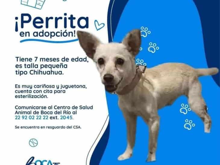 Promueven adopción de perrita en Centro de Salud Animal de Boca del Río