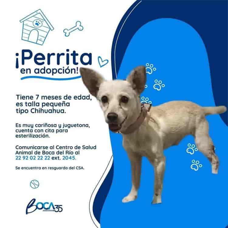 Promueven adopción de perrita en Centro de Salud Animal de Boca del Río