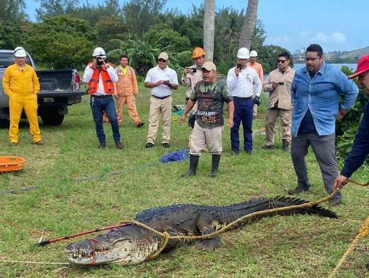 ¿Hay muchos  cocodrilos en Coatzacoalcos? aquí te decimos cual es su hábitat