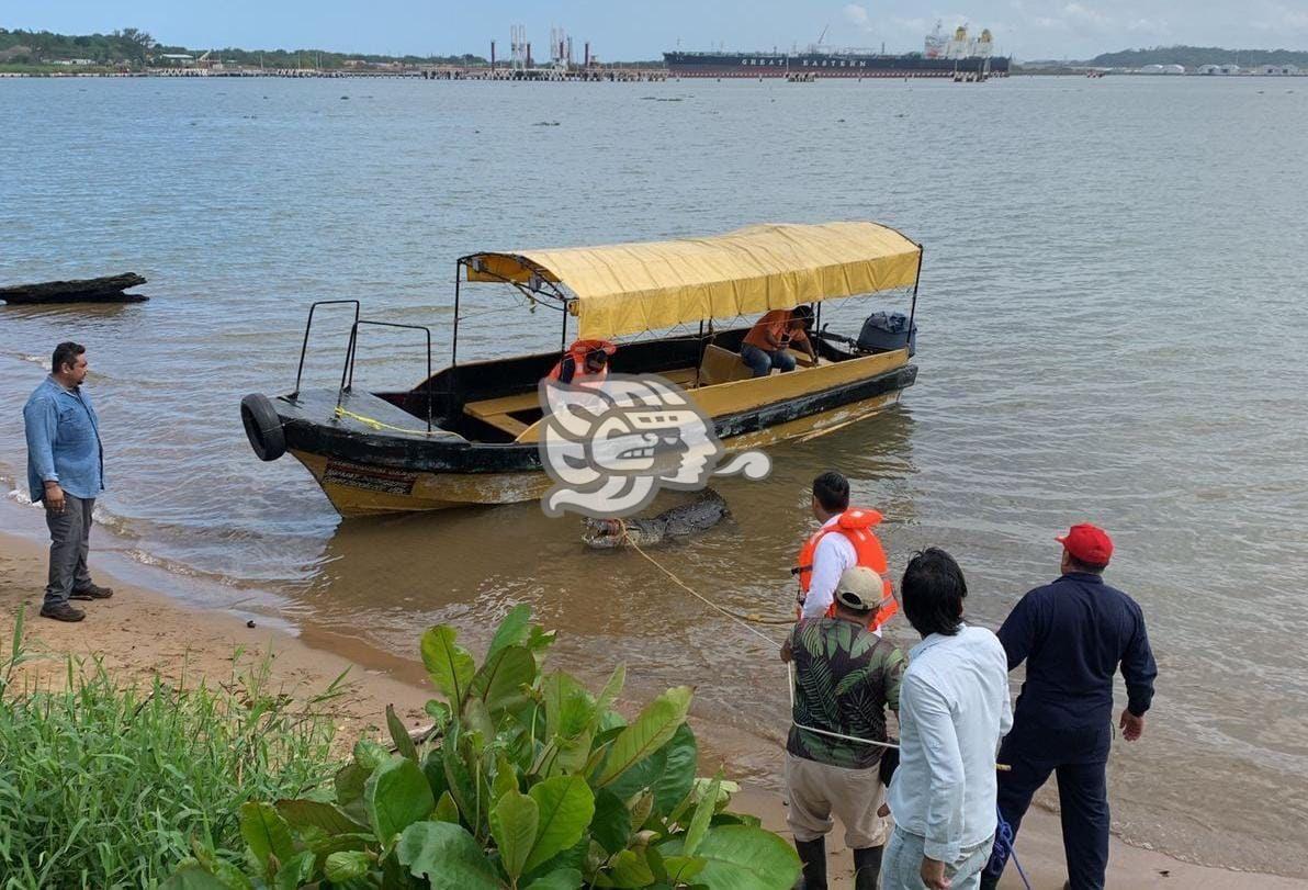 Capturan cocodrilo moreletti de 4 metros y medio en Coatzacoalcos (Video)