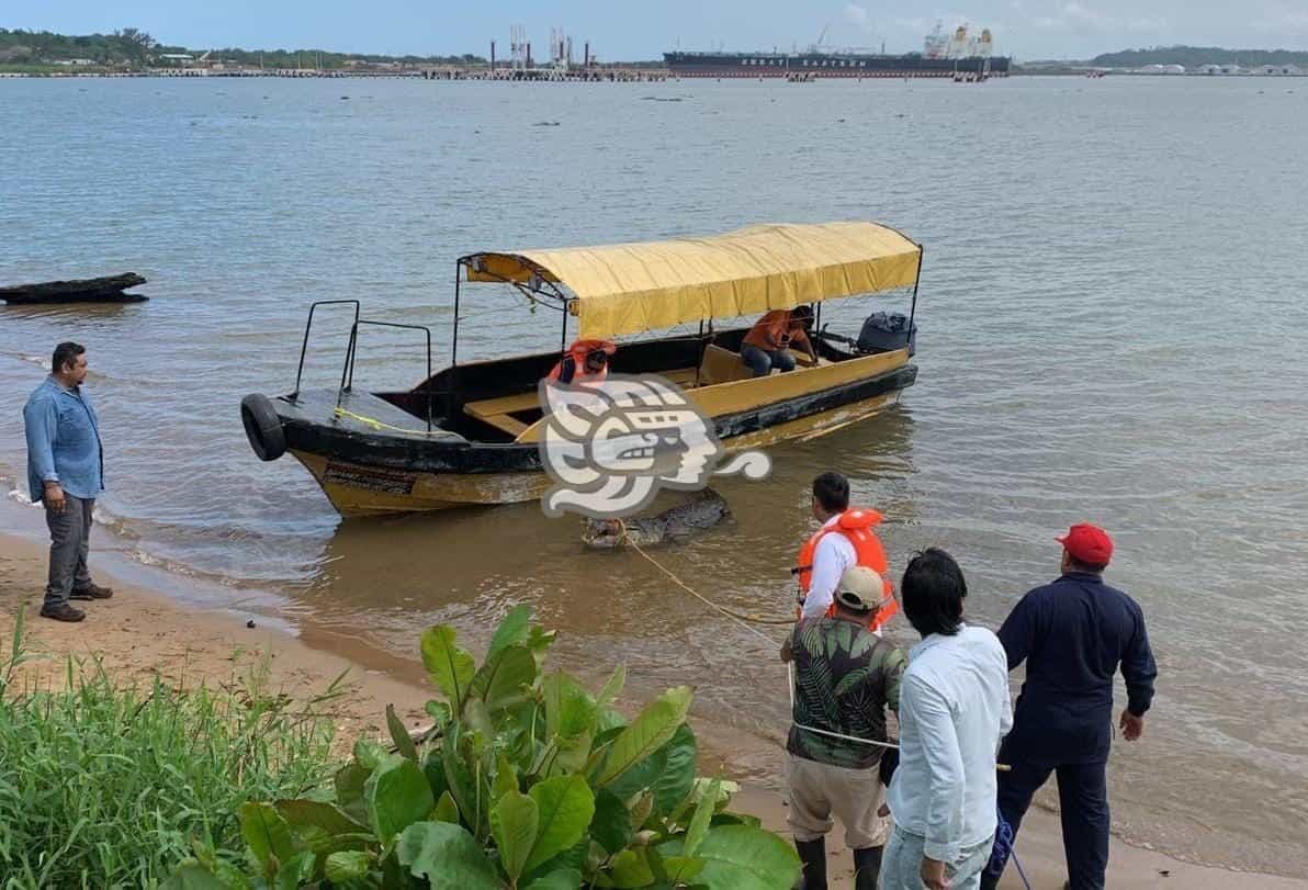 Capturan cocodrilo moreletti de 4 metros y medio en el sur de Veracruz