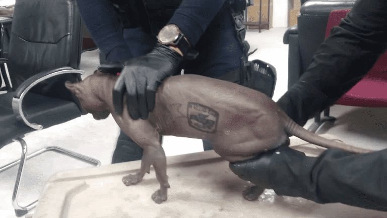 Rescatan un gato egipcio tatuado en penal de Ciudad Juárez