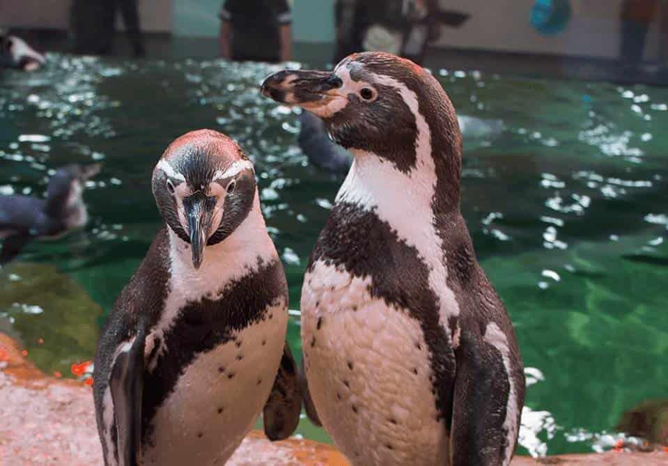 Pingüinos, padrinos en bodas colectivas en el Aquarium del puerto de Veracruz