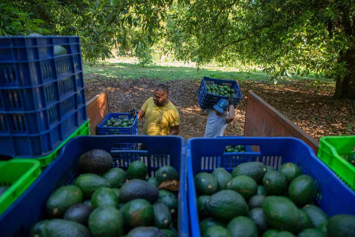 Guacamole ¿pero a que costo? Ambientalistas aquejan deforestación