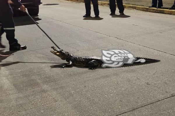 Cocodrilo paralizó tráfico en el Malecón de Coatzacoalcos