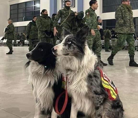 Balam y Orly, hijos de perrito envenenado, al rescate en Turquía