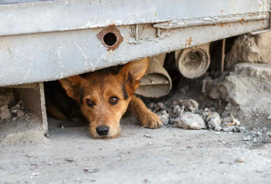 Envenenan y mutilan perros y gatos en fraccionamiento Albatros