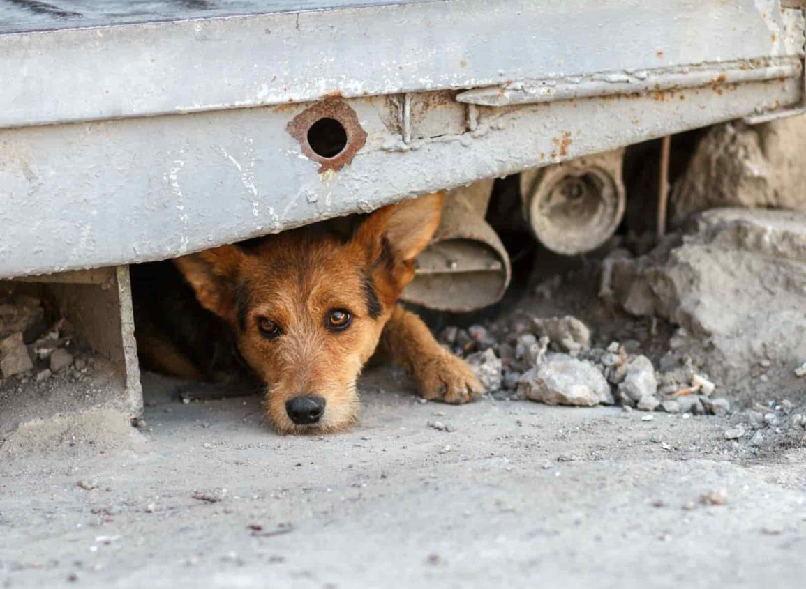 Envenenan y mutilan perros y gatos en fraccionamiento  de Veracruz