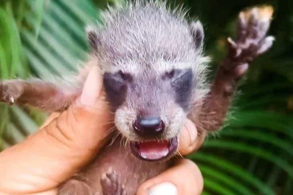 Piden ayuda para salvar a crías de mapaches en Veracruz