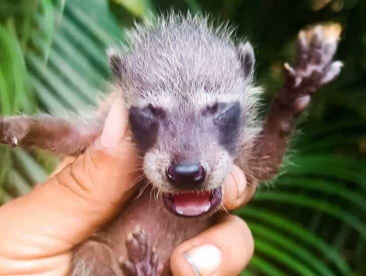 Piden ayuda para salvar a crías de mapaches en Veracruz