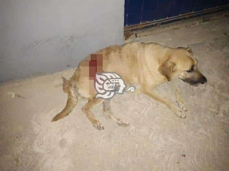 Con un balazo ahuyentaron a un perro de su propiedad en Minatitlán