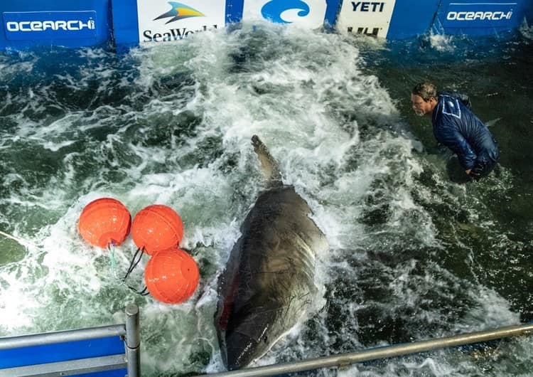 ¡Extraordinario!: Tiburón blanco nada cerca de Veracruz