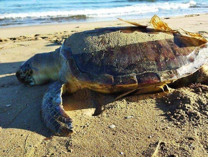 Hallan primera tortuga muerta de 2023 en Villa Allende (+Vídeo)