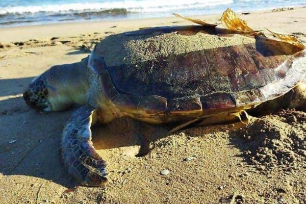 Hallan tortuga muerta en Villa Allende; la primera de 2023 (+Vídeo)
