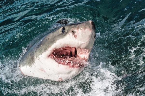 Enorme tiburón blanco ronda las aguas de Veracruz